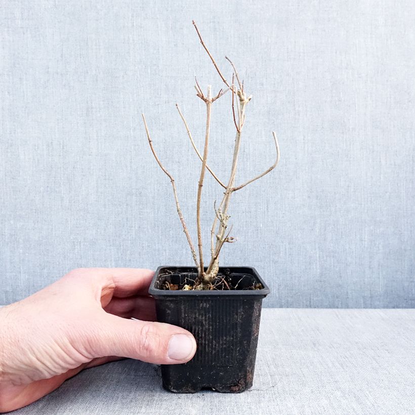 Hydrangea paniculata Graffiti 8/9 cm pot sample as delivered in winter