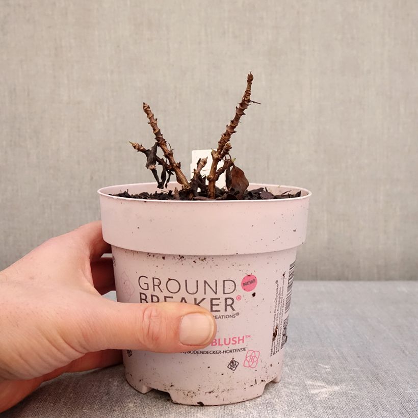 Hydrangea paniculata Groundbreaker 1L/1.5L pot sample as delivered in winter