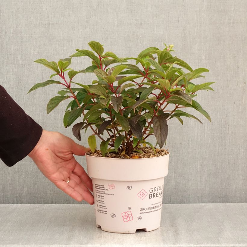 Hydrangea paniculata Groundbreaker 3L/4L pot sample as delivered in autumn