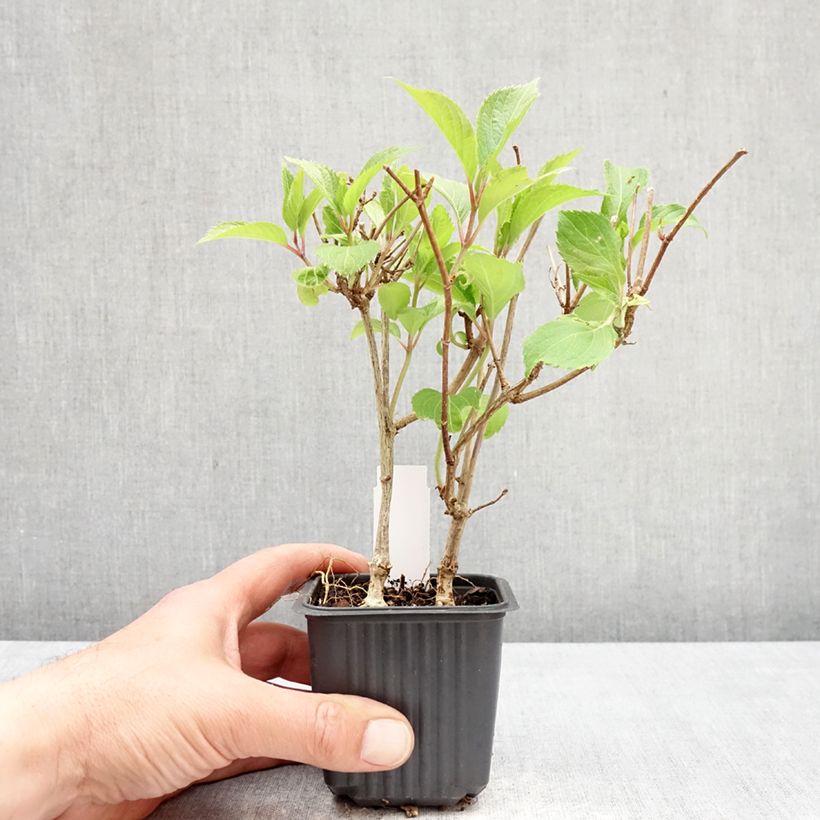 Hydrangea paniculata Levana 8/9 cm pot sample as delivered in spring