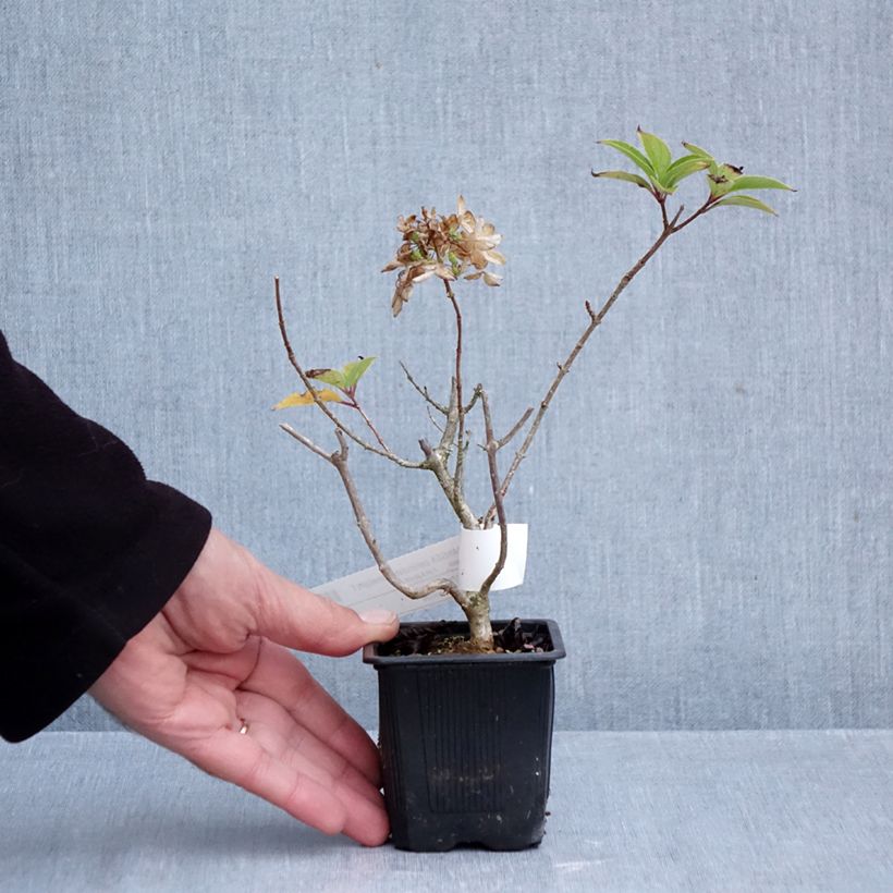 Hydrangea paniculata Limelight 8/9 cm pot sample as delivered in autumn