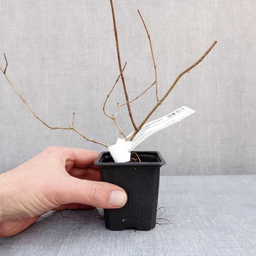 Hydrangea paniculata Limelight 8/9 cm pot sample as delivered in winter