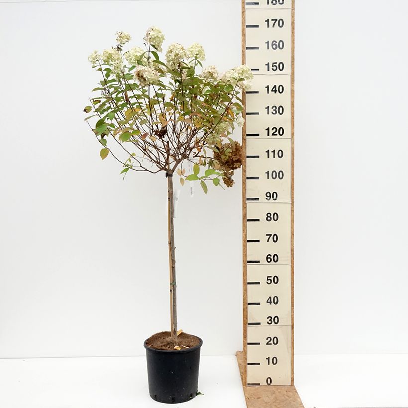 Hydrangea paniculata Limelight 7.5L/10L pot sample as delivered in autumn