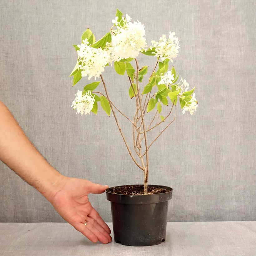 Hydrangea paniculata Limelight 3L/4L pot sample as delivered in summer