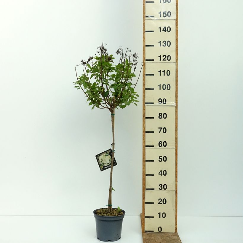 Hydrangea paniculata Limelight 3L/4L pot, Standard sample as delivered in summer