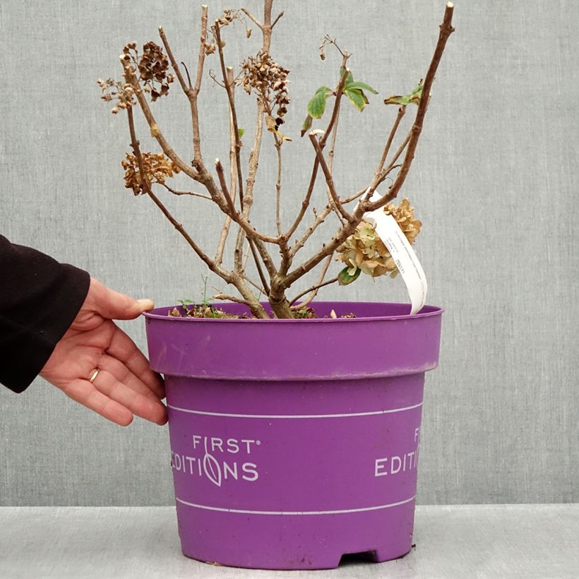 Hydrangea paniculata Little Hottie First Editions - Panicle hydrangea 7.5L/10L pot sample as delivered in autumn