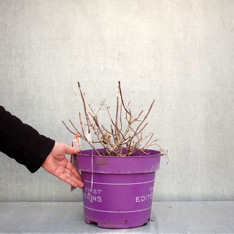 Hydrangea paniculata Little Hottie First Editions - Panicle hydrangea 7.5L/10L pot sample as delivered in winter