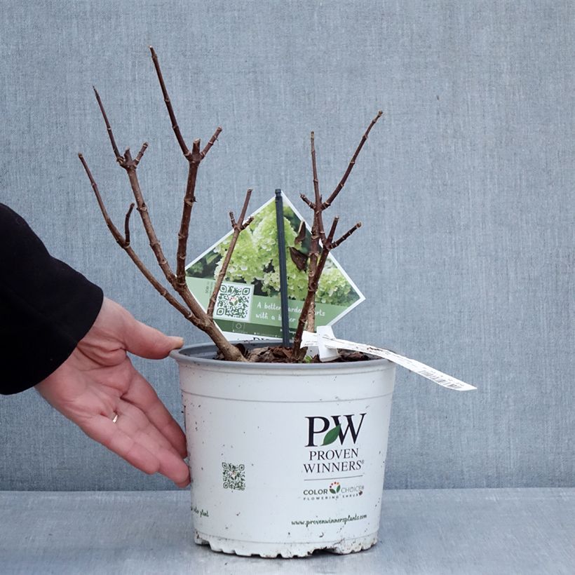 Hydrangea paniculata Little Lime Punch Proven Winners - Panicle Hydrangea 3L/4L pot sample as delivered in winter
