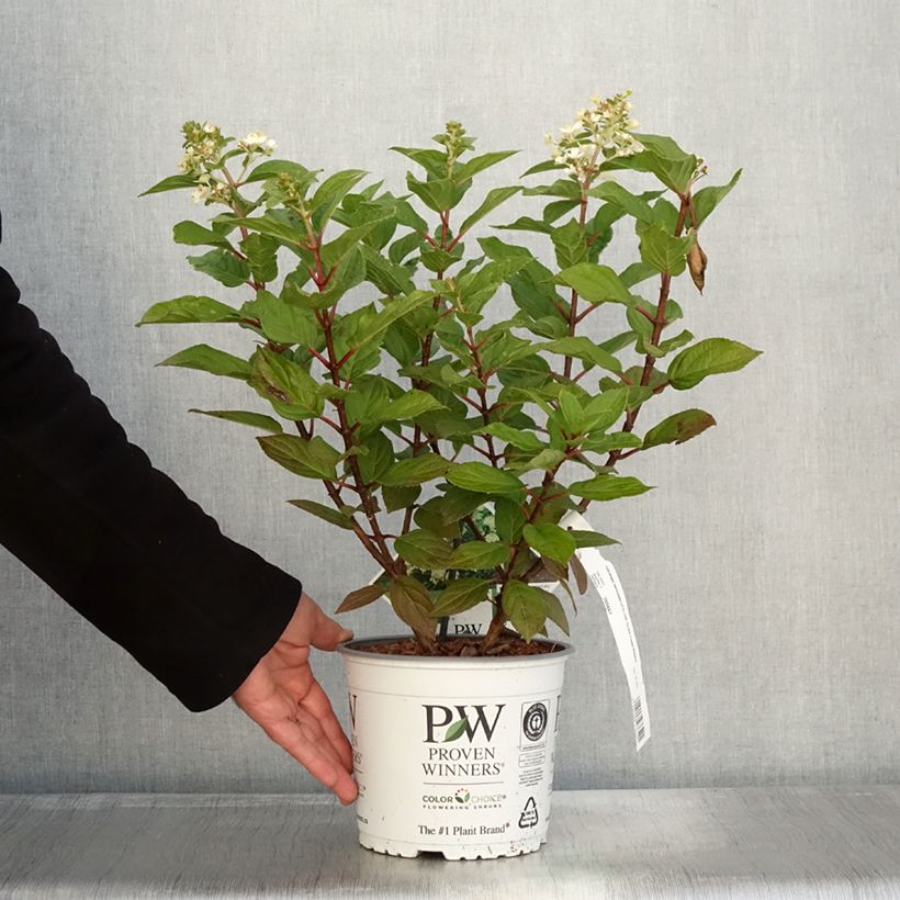 Hydrangea paniculata Little Lime Punch Proven Winners - Panicle Hydrangea 3L/4L pot sample as delivered in autumn