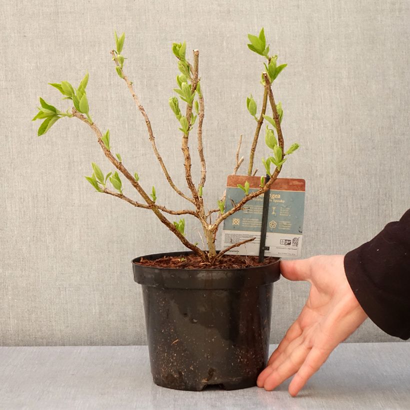 Hydrangea paniculata Little Spooky 3L/4L pot sample as delivered in spring