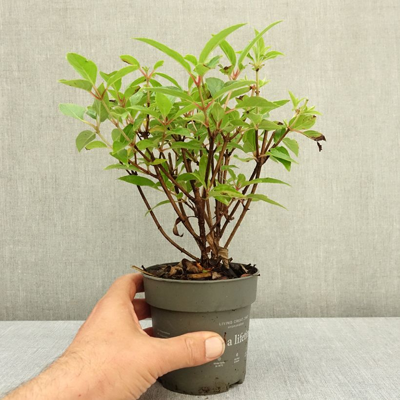 Hydrangea paniculata Living Candy Love™  12cm pot sample as delivered in summer