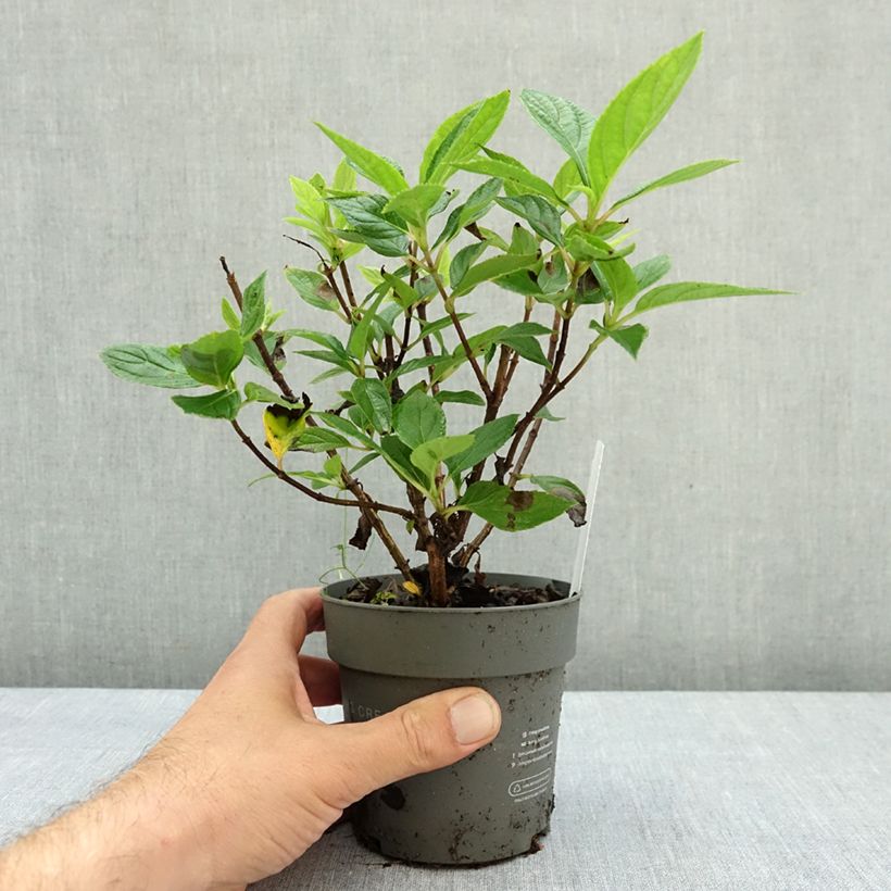 Hydrangea paniculata Living Cotton Cream 12cm pot sample as delivered in summer