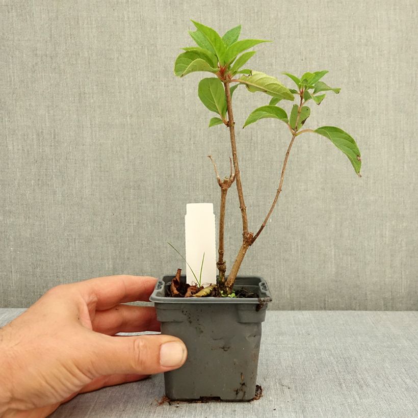 Hydrangea paniculata Living Pink & Rose®  8/9 cm pot sample as delivered in summer