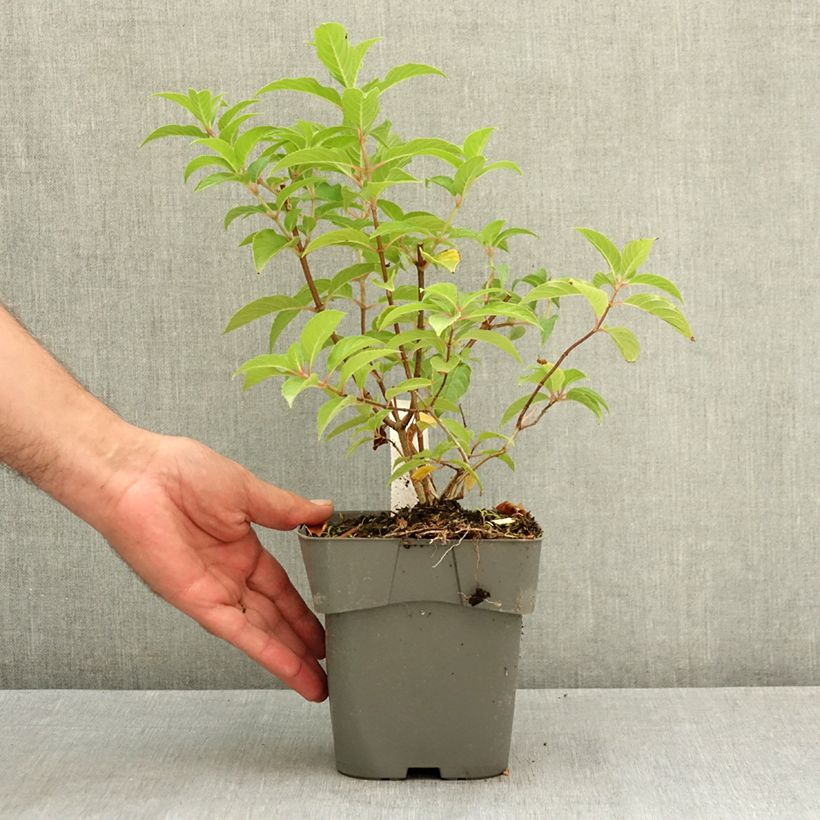 Hydrangea paniculata Living Pink & Rose®  2L/3L pot sample as delivered in summer