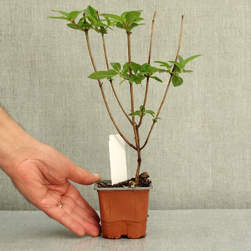 Hydrangea paniculata Living Pinky Promise 8/9 cm pot sample as delivered in summer