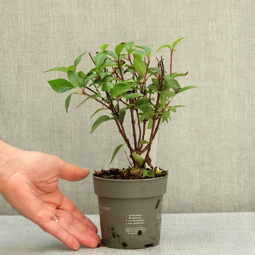 Hydrangea paniculata Living Strawberry Blossom 12cm pot sample as delivered in summer
