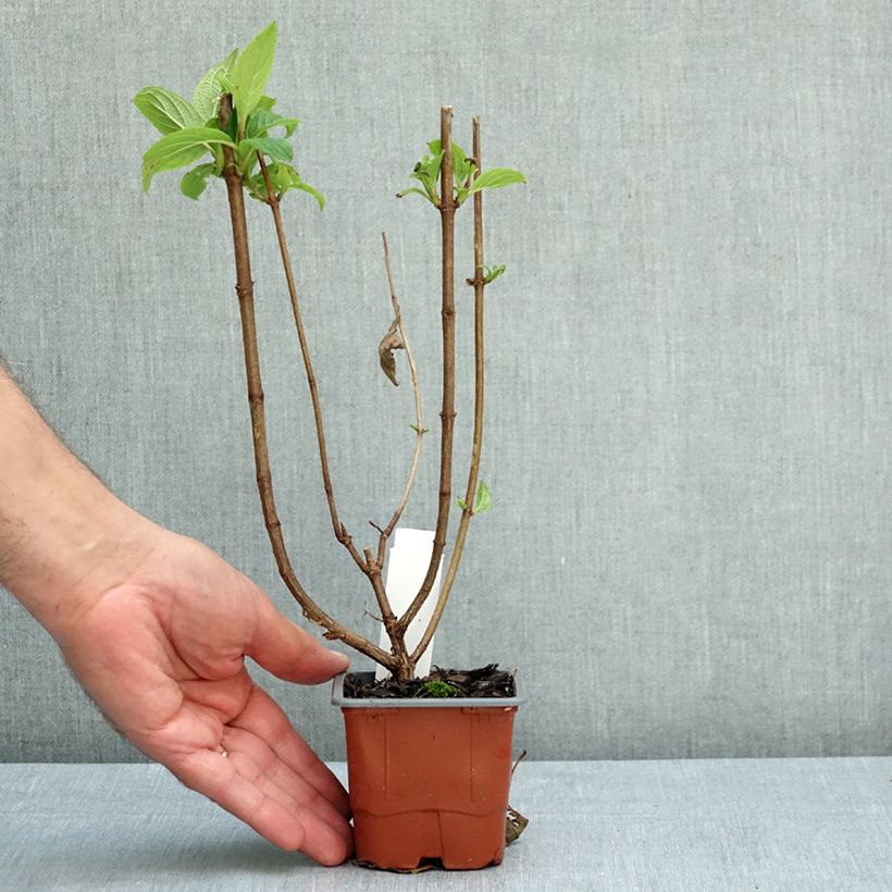 Hydrangea paniculata Living Sugar Rush  8/9 cm pot sample as delivered in summer