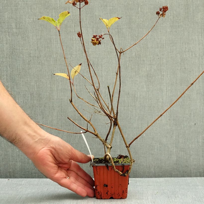 Hydrangea paniculata Magical Fire 8/9 cm pot sample as delivered in autumn