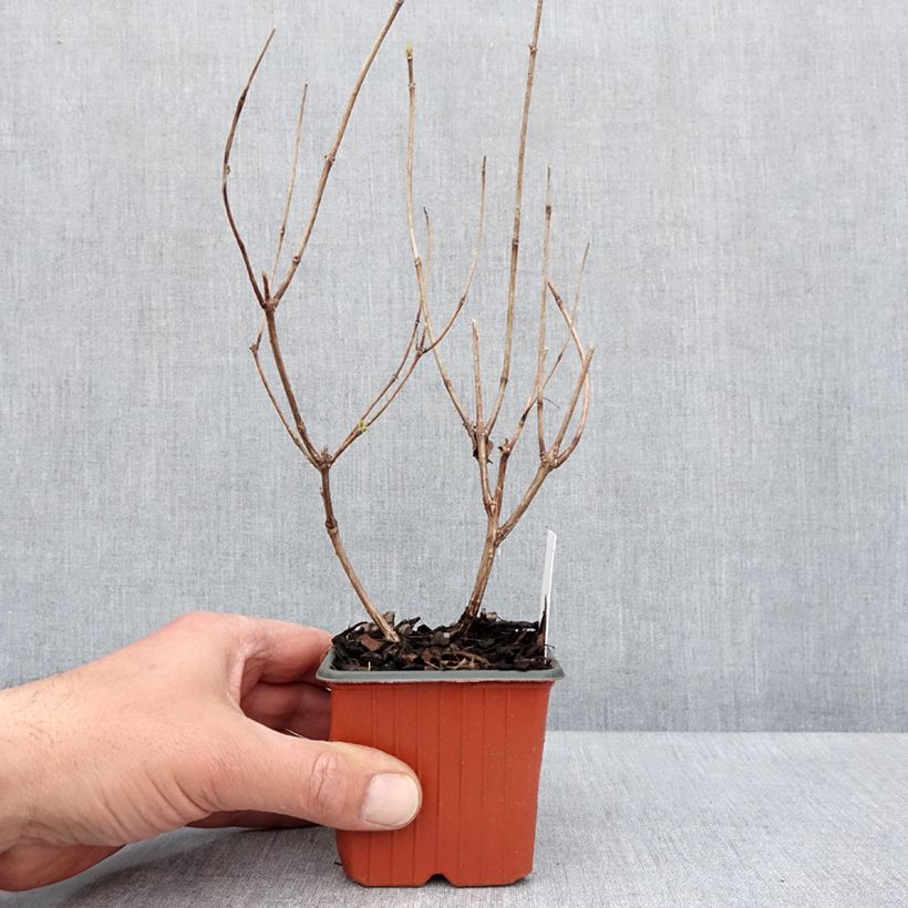 Hydrangea paniculata Magical Fire 8/9 cm pot sample as delivered in spring