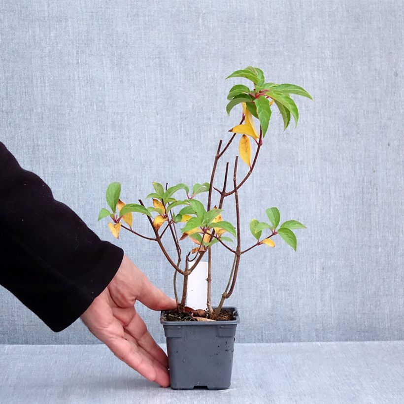 Hydrangea paniculata Mojito 8/9 cm pot sample as delivered in autumn