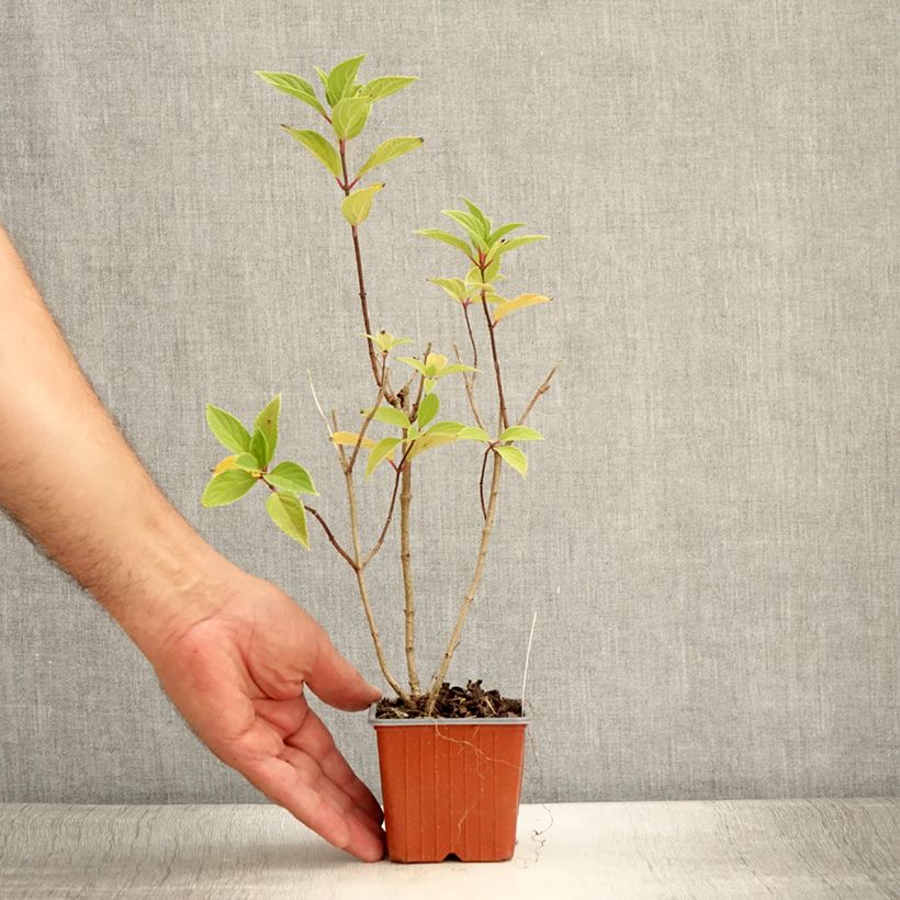 Hydrangea paniculata Mojito 8/9 cm pot sample as delivered in summer