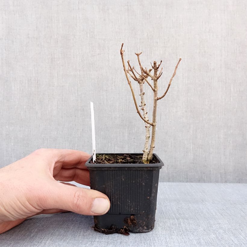 Hydrangea paniculata Mojito 8/9 cm pot sample as delivered in winter