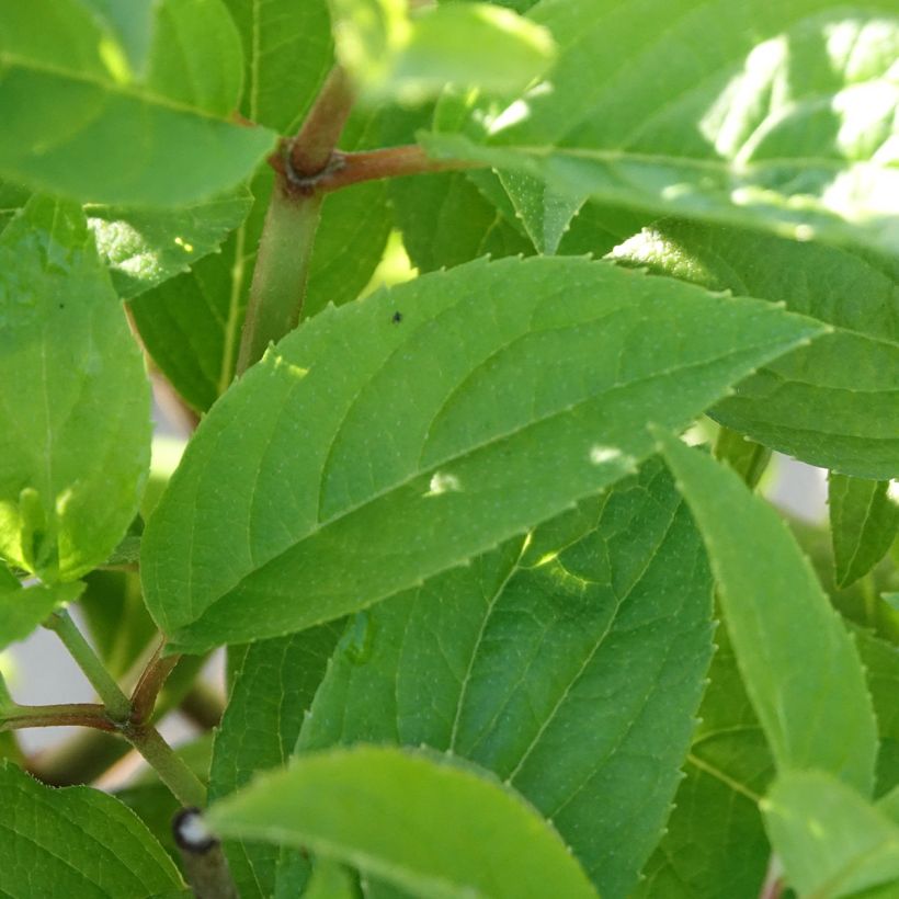 Hydrangea paniculata Petite Star (Foliage)