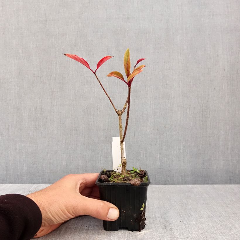 Hydrangea paniculata Pinky Winky 8/9 cm pot sample as delivered in autumn