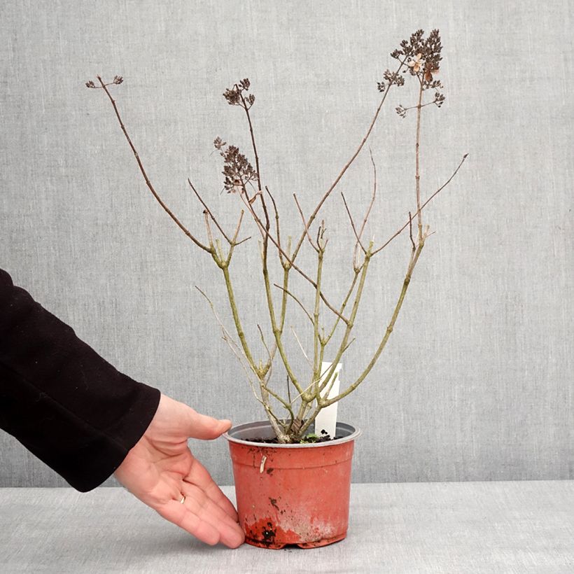 Hydrangea paniculata Pinky Winky 8/9 cm pot sample as delivered in winter