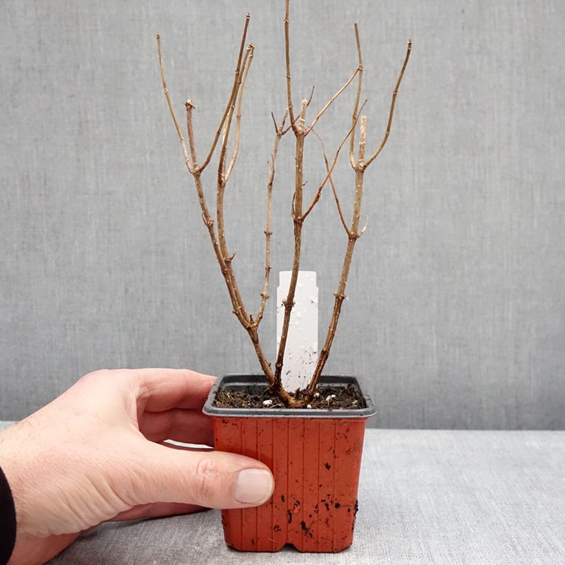 Hydrangea paniculata Pixio - Hortensia paniculé nain 12cm pot sample as delivered in winter
