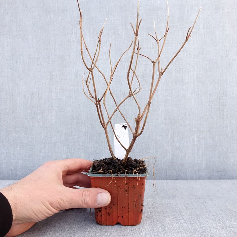 Hydrangea paniculata Polar Bear 8/9 cm pot sample as delivered in winter