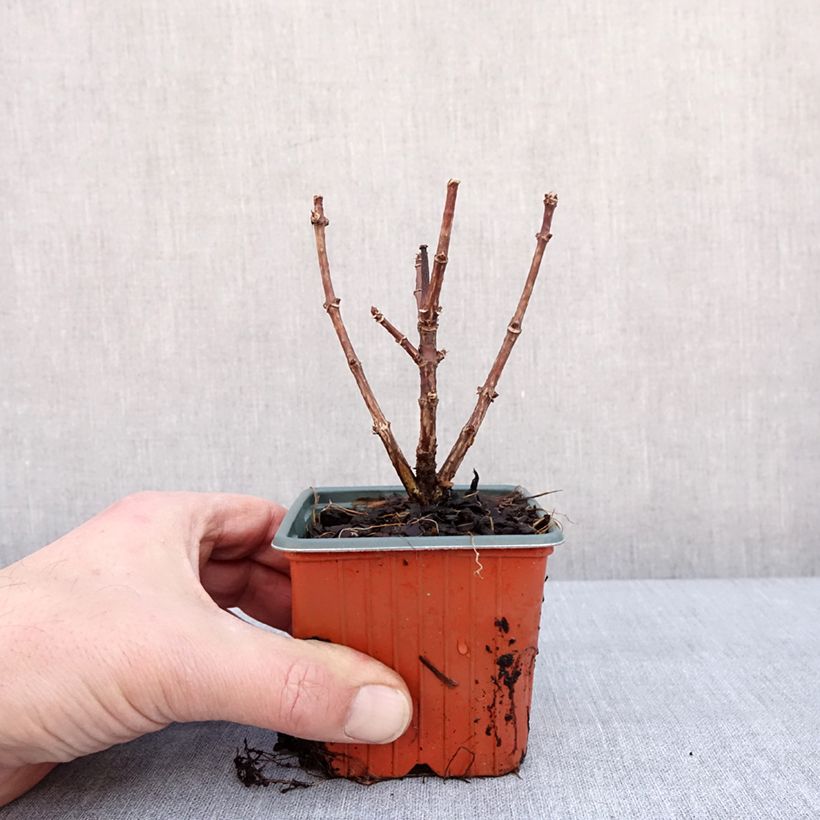 Hydrangea paniculata Polestar 8/9 cm pot sample as delivered in winter