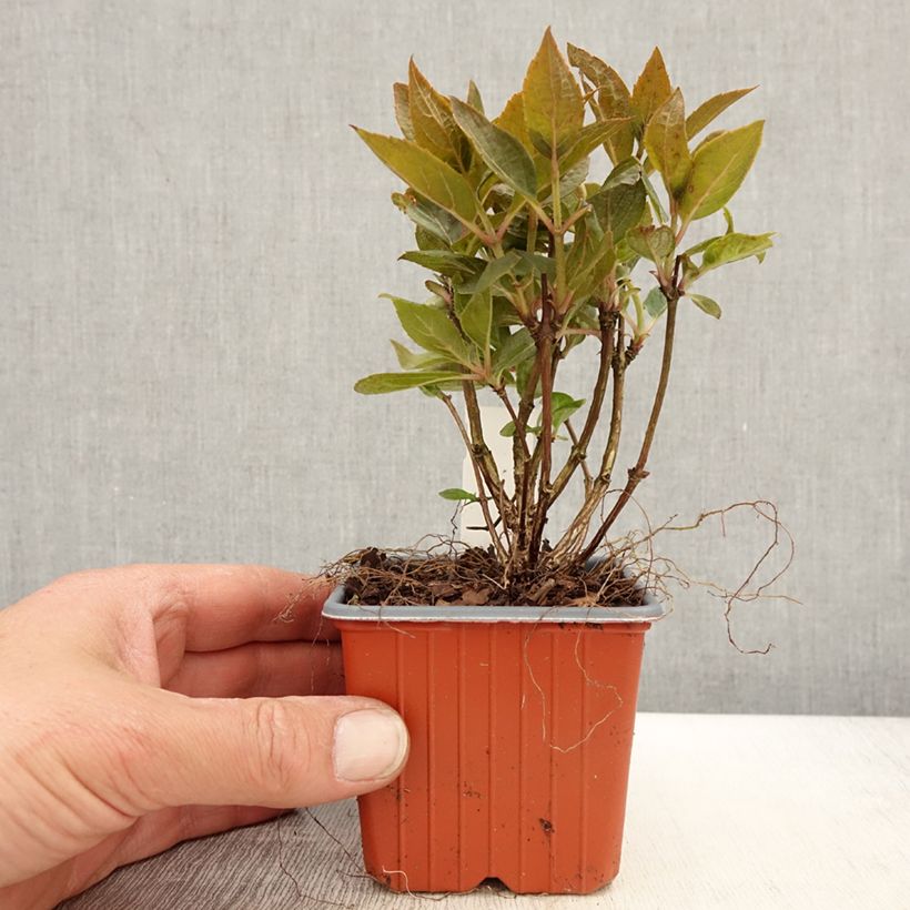 Hydrangea paniculata Polestar 8/9 cm pot sample as delivered in spring