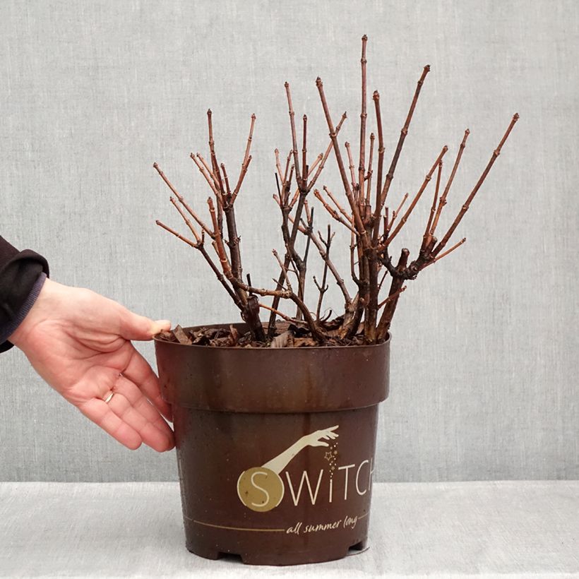Hydrangea paniculata Polestar 3L/4L pot sample as delivered in autumn