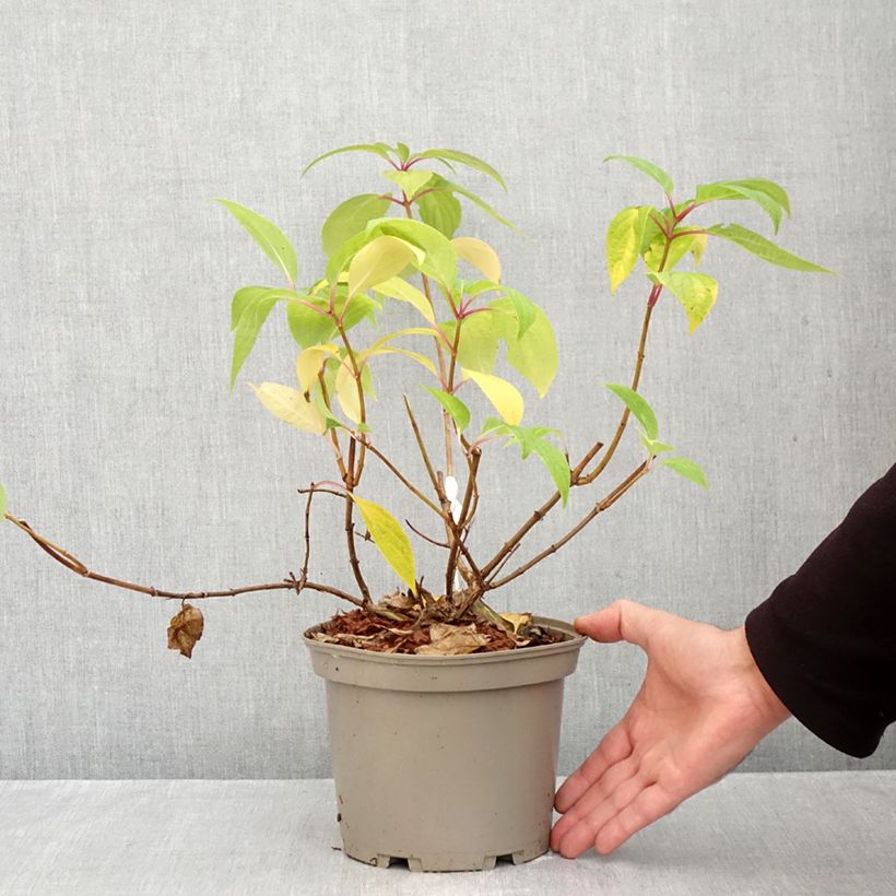 Hydrangea paniculata Prim White 2L/3L pot sample as delivered in autumn
