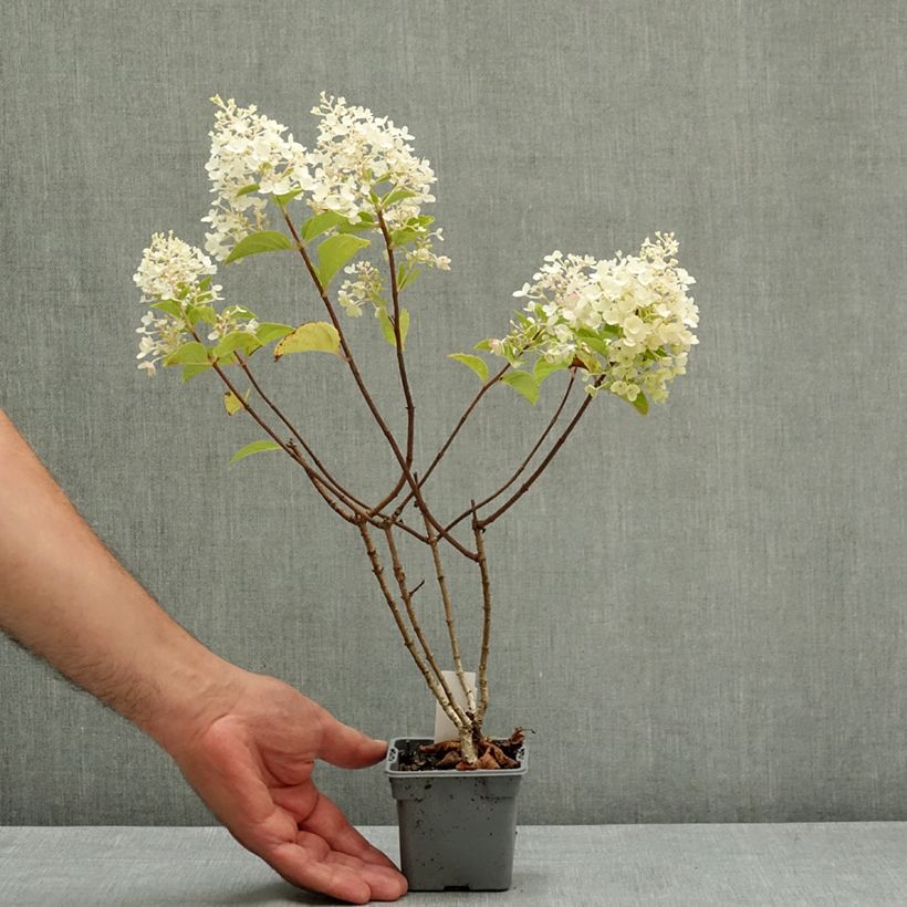 Hydrangea paniculata Silver Dollar 8/9 cm pot sample as delivered in summer