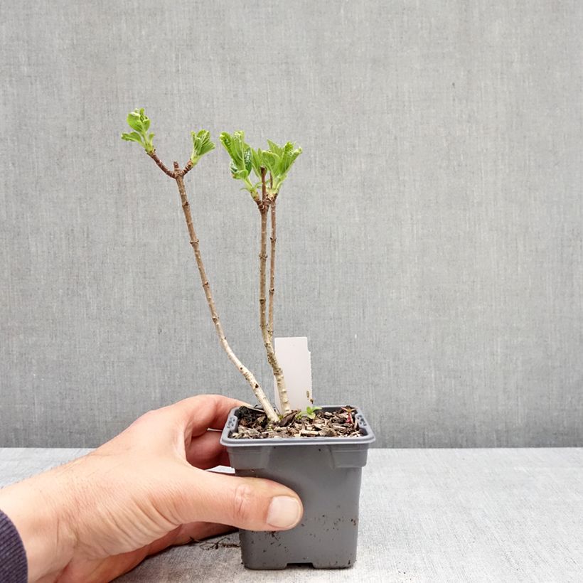 Hydrangea paniculata Silver Dollar 8/9 cm pot sample as delivered in spring