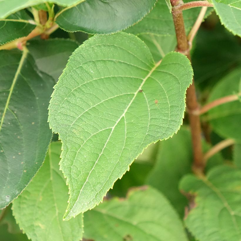 Hydrangea paniculata Silver Dollar (Foliage)