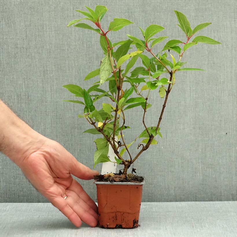 Hydrangea paniculata Skyfall 8/9 cm pot sample as delivered in autumn