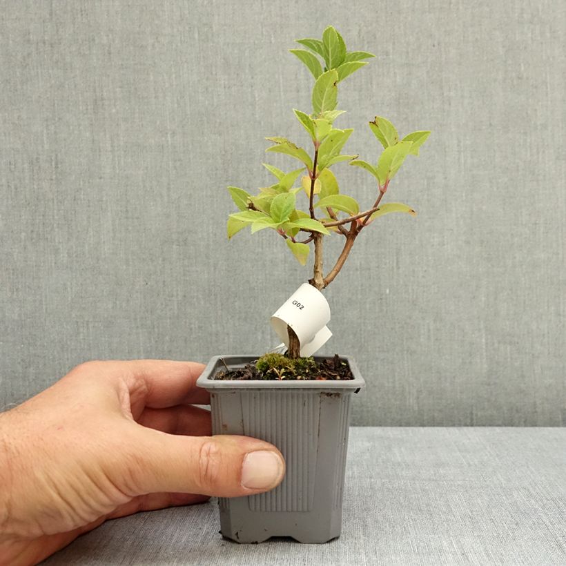 Hydrangea paniculata Sundae Fraise 8/9 cm pot sample as delivered in summer