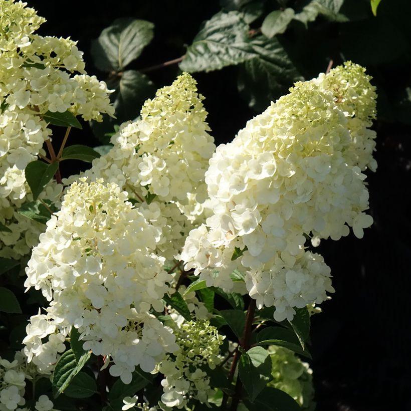 Hydrangea paniculata Sundae Fraise (Flowering)