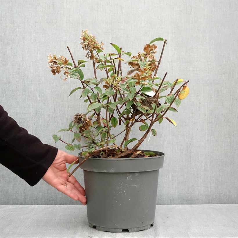 Hydrangea paniculata Sundae Fraise 7.5L/10L pot sample as delivered in autumn