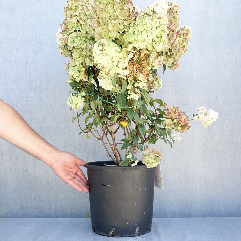 Hydrangea paniculata Sundae Fraise 7.5L/10L pot sample as delivered in summer