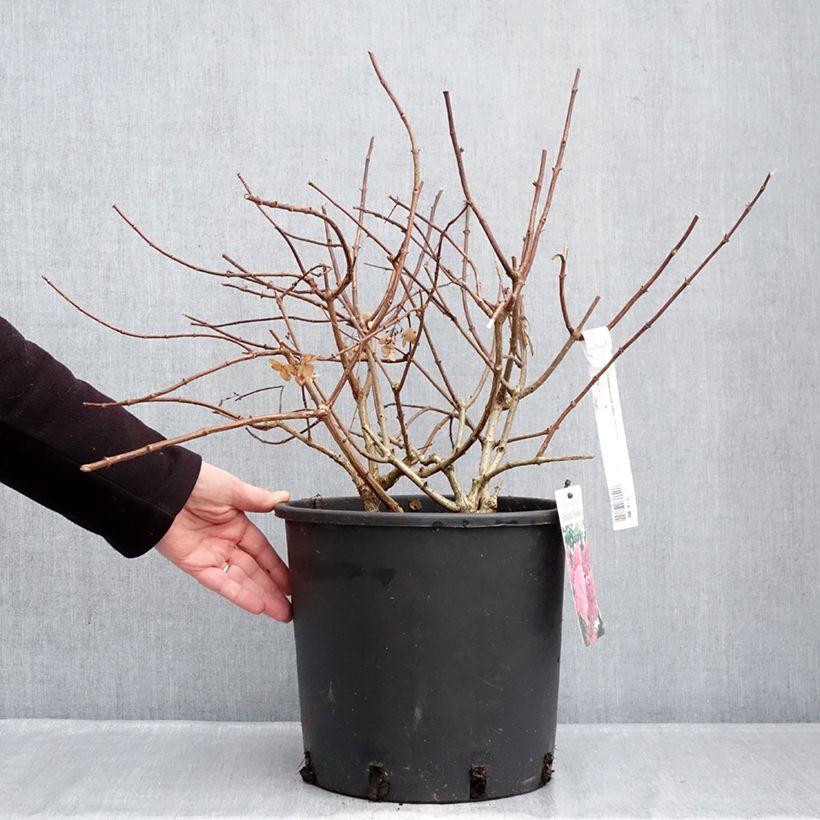 Hydrangea paniculata Sundae Fraise 7.5L/10L pot sample as delivered in winter