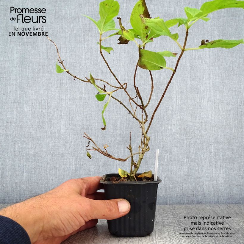 Hydrangea paniculata Sunlight 8/9 cm pot sample as delivered in autumn
