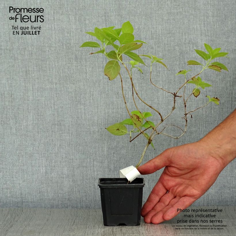 Hydrangea paniculata Sunlight 8/9 cm pot sample as delivered in summer
