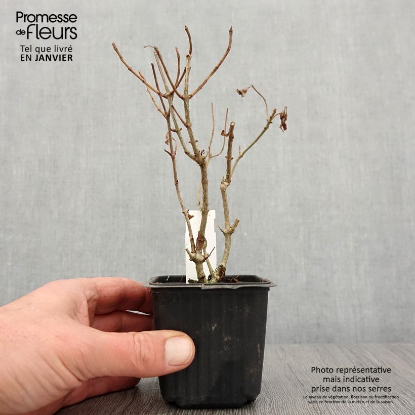 Hydrangea paniculata Sunlight 8/9 cm pot sample as delivered in winter