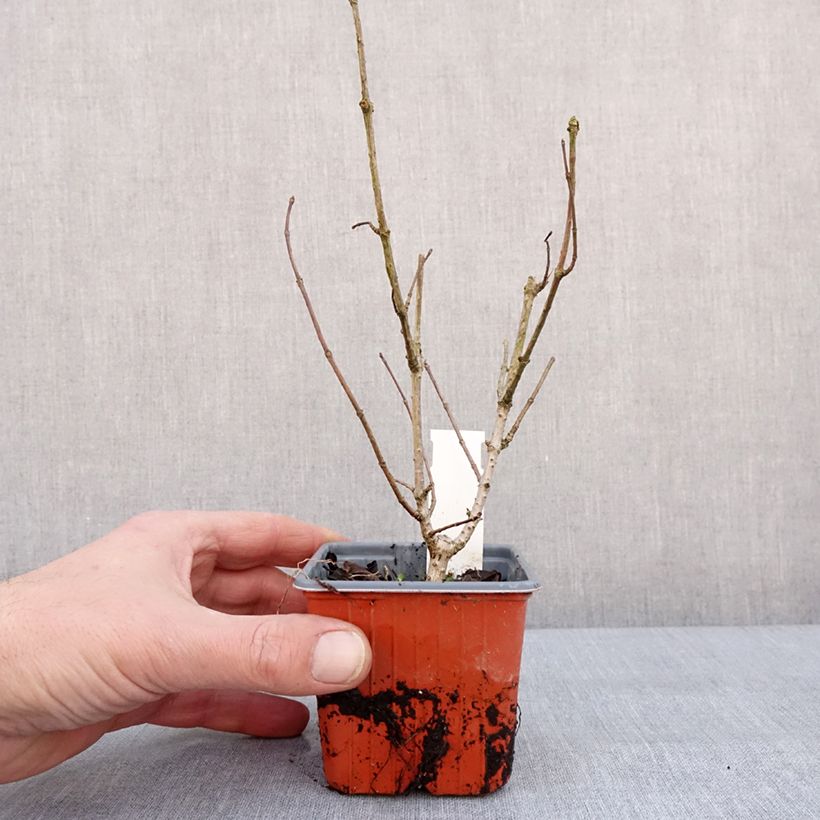 Hydrangea paniculata Tickled Pink 8/9 cm pot sample as delivered in winter