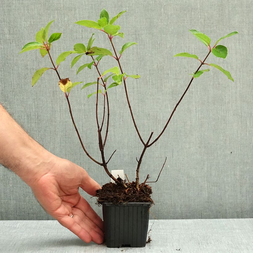 Hydrangea paniculata Unique 8/9 cm pot sample as delivered in autumn