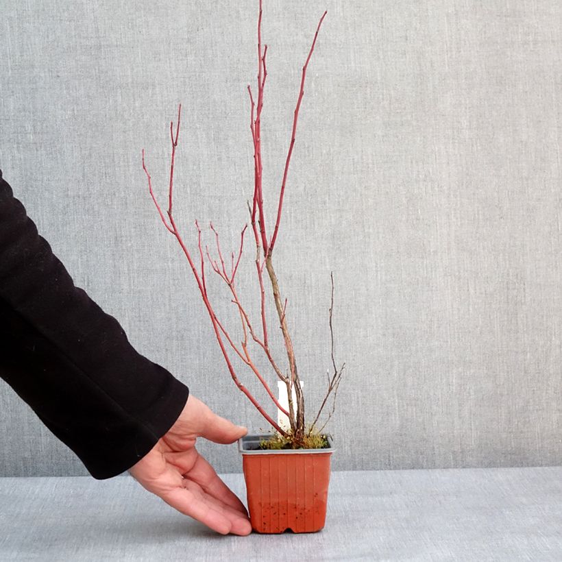 Hydrangea paniculata Unique 8/9 cm pot sample as delivered in winter